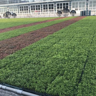 Moderne groene dakbakken De ultieme oplossing voor het planten van bloemen en groenten