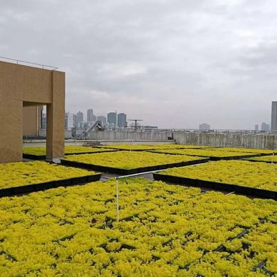 Moderne groene dakbakken De ultieme oplossing voor het planten van bloemen en groenten