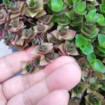 Vierkante kunststof tuin bloempot planten met Hdpe materiaal en niet-gecoat afwerking