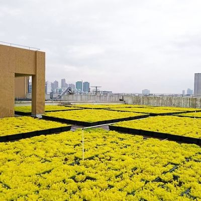 Plastic Tray Tuinplanter voor tuingebruik Terras Dakbedek Planting Gemakkelijker gemaakt