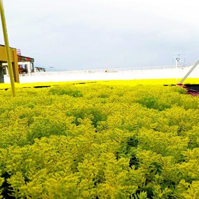 Plastic Tray Tuinplanter voor tuingebruik Terras Dakbedek Planting Gemakkelijker gemaakt