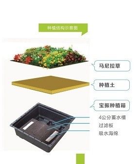 Vierkante vorm Sedum Groene dakbak voor Plastic Grote tuinplanter en Groene Plant