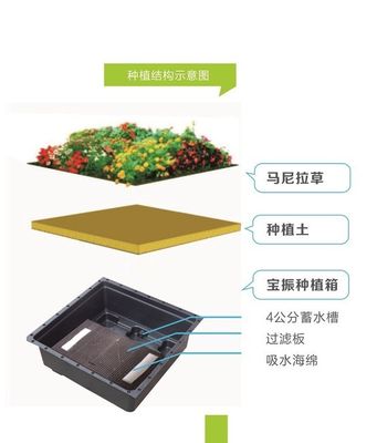 Vierkante vorm Sedum Groene dakbak voor Plastic Grote tuinplanter en Groene Plant