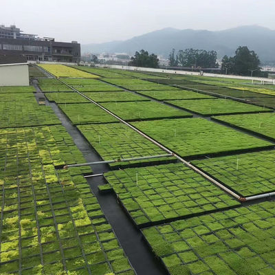 Vierkante vorm Groene dakmodules PP Plastic materiaal Tuin Makkelijke installatie Plantbak